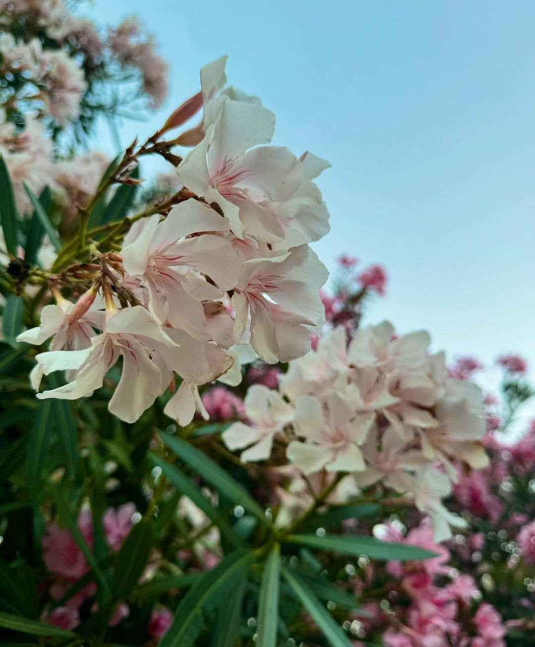 213668-da5cfedc84a9.jpg