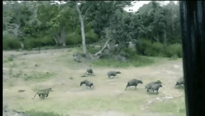 47299-81d9e14f70a9.gif